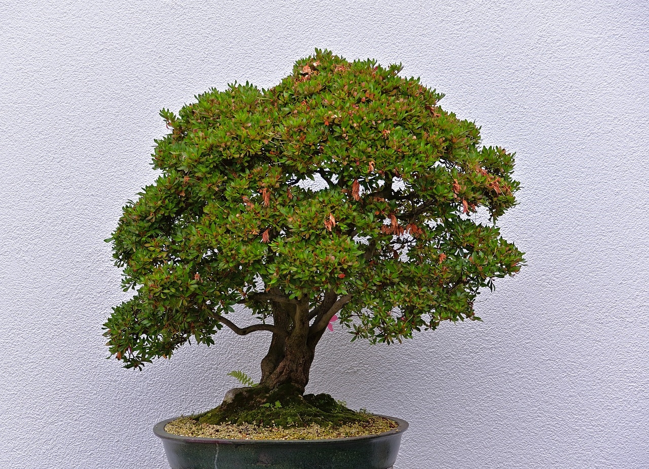co ile podlewać bonsai