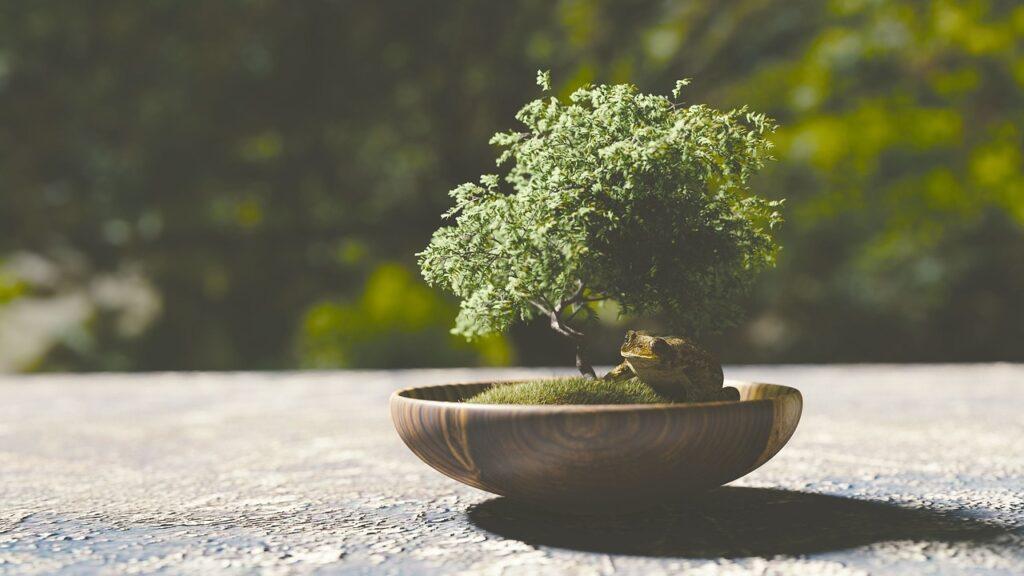 ficus bonsai podłoże