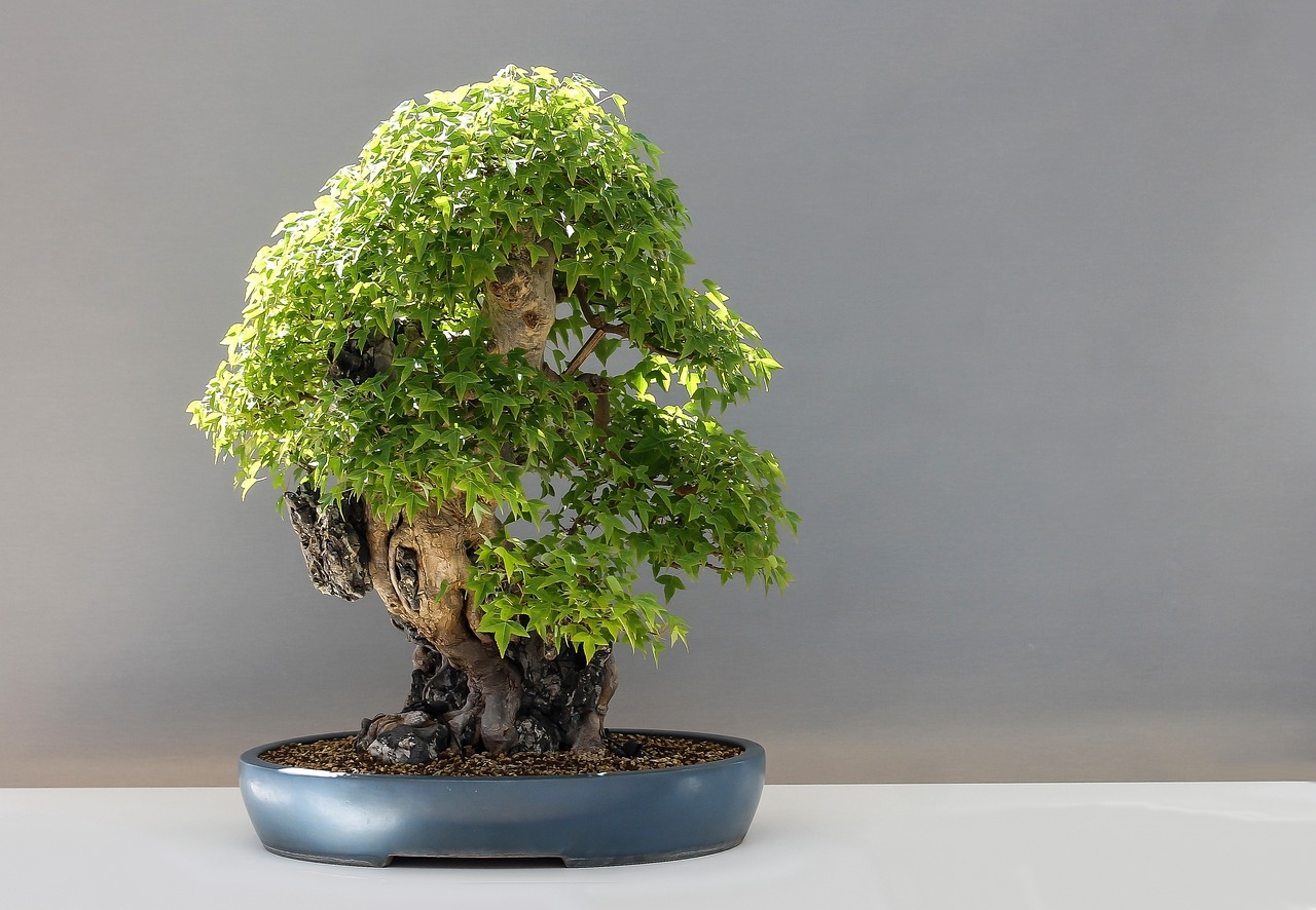 jak hodować drzewka bonsai