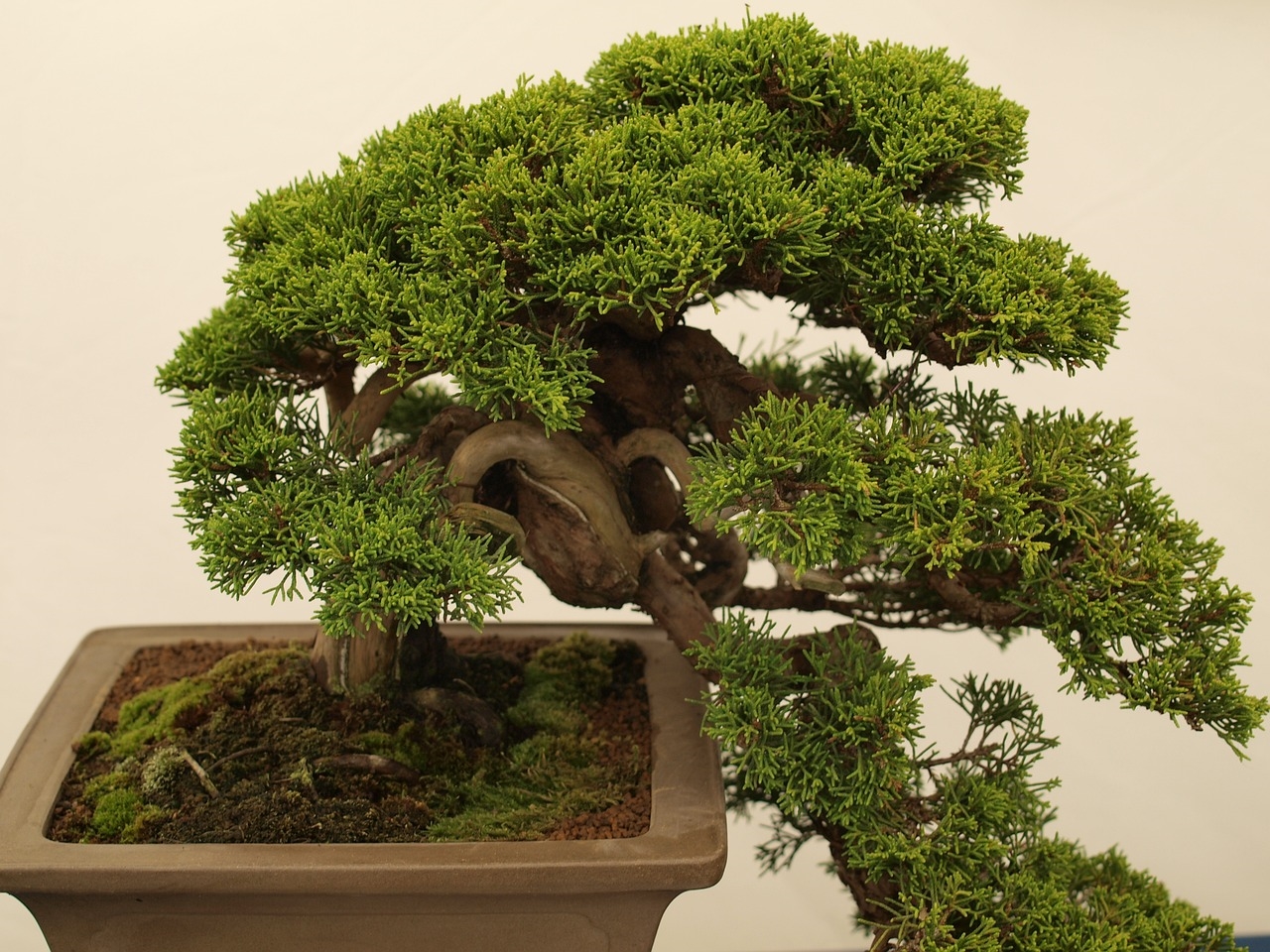 jaka ziemia do fikusa bonsai
